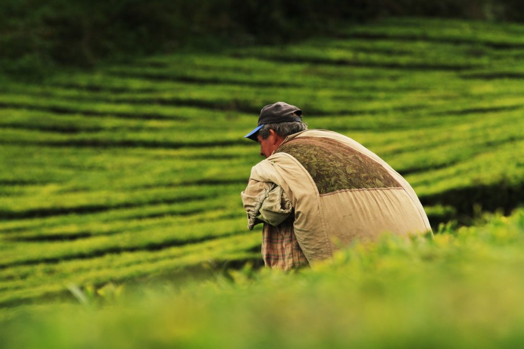 Migrant worker harvesting tea