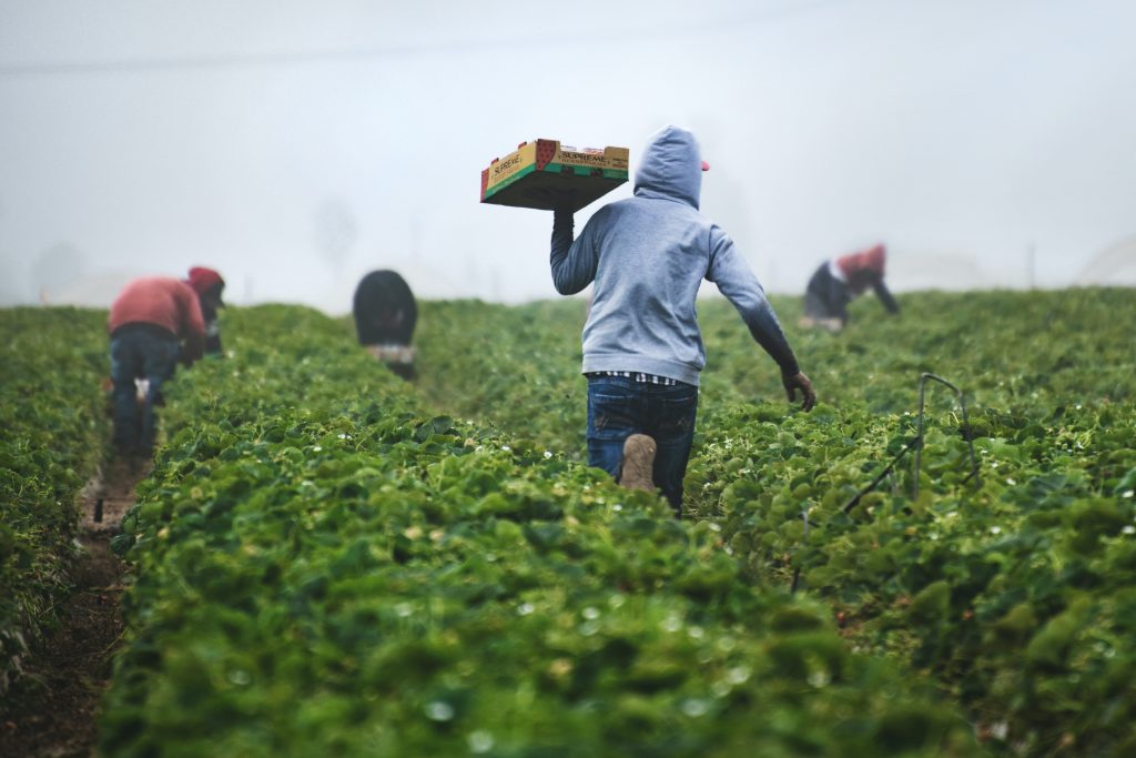 Migrant workers picking strawberries