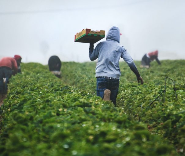 Migrant workers picking strawberries